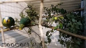 Венесуэльские амазоны голосят!