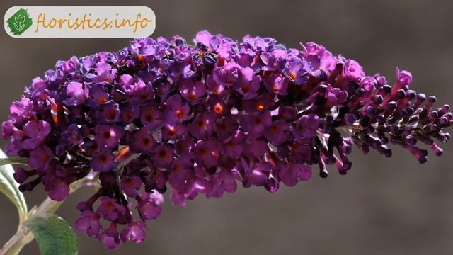 Цветы будлея – посадка и уход; выращивание будлеи из семян; размножение будлеи Давида смотреть онлайн