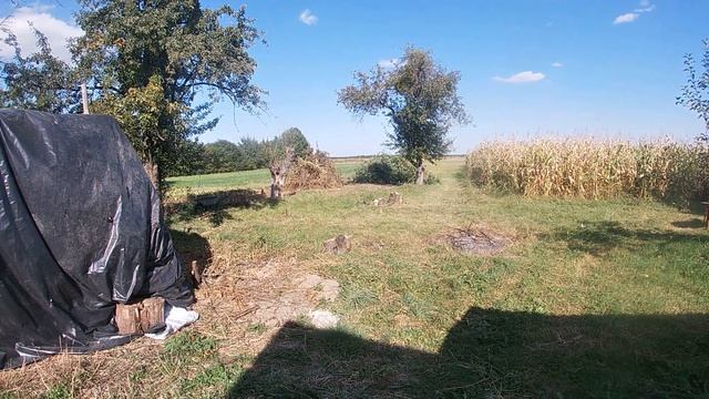 Разбираем крышу сарая , продолжаем резать  деревья. #жизньвселе