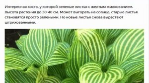 Интересные сорта хост