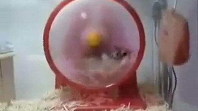 самый быстрый в диком западе смотреть онлайн