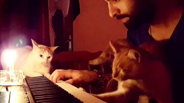 Он спас девятерых кошек, и теперь по ночам они приходят его благодарить смотреть онлайн