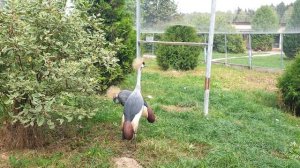Восточный венценосный журавль голос и красота grey crowned crane