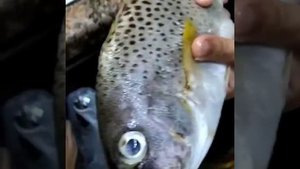 Удачная Рыбалка с Красного Моря из Марса Алам