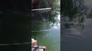 Ловля малька.Самый эффективный способ ловли малька.