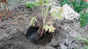 ДЕЛЬФИНИУМ. Посадка, особенности ухода, размножение.
