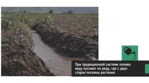 Уход за растениями бахчевых культур