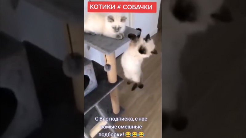 подборка котики и собаки