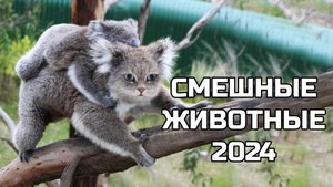 Смешные животные 2024 - попробуй не засмеяться! (№74) котики, котята
