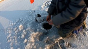 Налим на жерлицы (Аргазинское вдхр.)