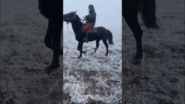 Обучение жеребца ! Обучение лошадей! Заездка лошади смотреть онлайн