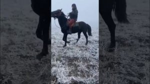 Обучение жеребца ! Обучение лошадей! Заездка лошади