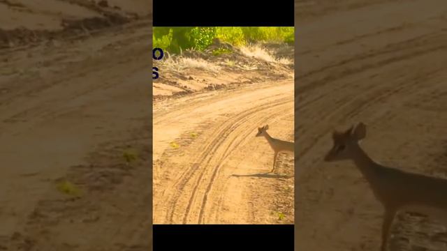 DIK DIK| UN ANTÍLOPE MUY HERMOSO. смотреть онлайн