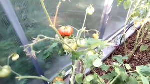 Обзор томата  сорта Дубрава