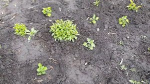 ОБЯЗАТЕЛЬНО СДЕЛАЙТЕ ТАКУЮ ПОДКОРМКУ ДЛЯ СВОИХ ФЛОКСОВ ВЕСНОЙ.