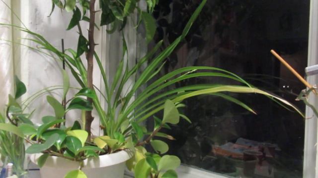 Утро в сосновом лесу смотреть онлайн