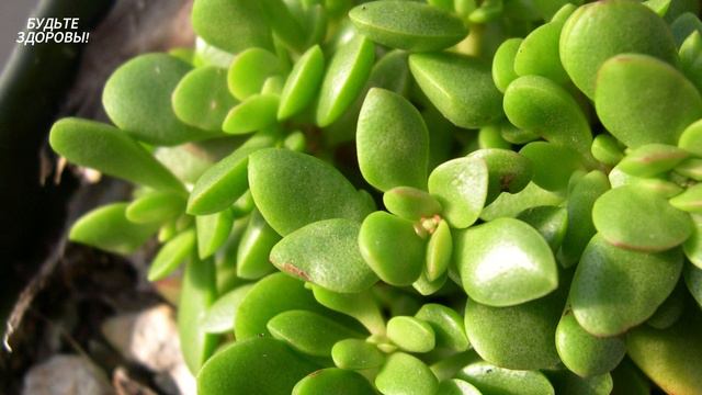 У многих дома есть ДЕНЕЖНЫЕ ДЕРЕВО. Но не ДУМАЕТ какую ПОЛЬЗУ оно несет смотреть онлайн