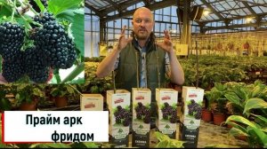 Отличные сорта ежевики и ежемалины весной 2022