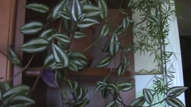 АДИАНТУМ И ТРАДЕСКАНЦИЯ... смотреть онлайн