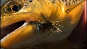 Рыбалка на Кольском полуострове/красивые кадры