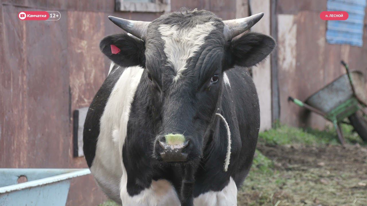 перепел рябчик куропатка. животные нижегородской области. ремонт животных. ремонт животных мем. картинка римонт жывотных.