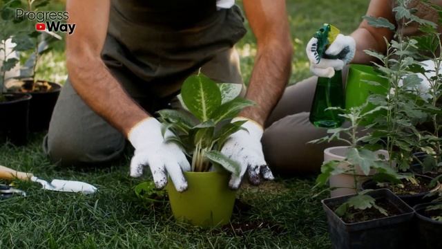 Цветам Выдаю 1 Раз Подпитку В Январе. Помогаю Расти Развиваться И Борюсь С Пожелтением Листьев смотреть онлайн