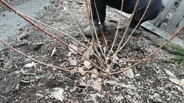 ОБРЕЗКА МЕТЕЛЬЧАТЫХ ГОРТЕНЗИЙ. КИУШУ, АНГЕЛС БЛАШ, МЭДЖИКАЛ ФАЙЕР, ДАЙМОНД РУЖ.