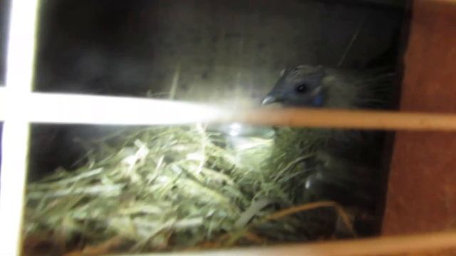 13# Не успела первая курица стать наседкой, как к ней присоединилась ее сестренка смотреть онлайн