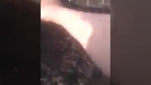 мы опять нашли яйца в огороде