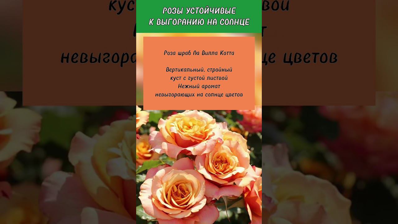 Самые устойчивые розы. Им не страшна жара и солнце #советысадоводам #ассортимент