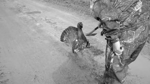 Глухарь бесстрашно нападает на человека, защищая территорию своего тока. Любовь отбила страх напроч