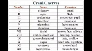 Cranial Nerves (Number/Name/Functions)