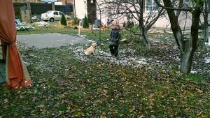 Лабрадор ретривер//Первый день дома