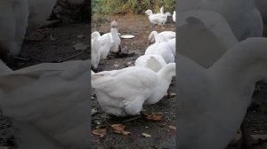 Краснодарский край гуси Холмогоры 28.10.2022 г