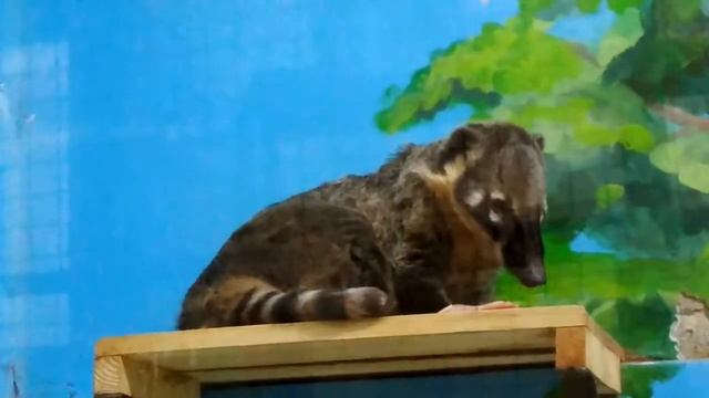 Носуха обыкновенная смотреть онлайн