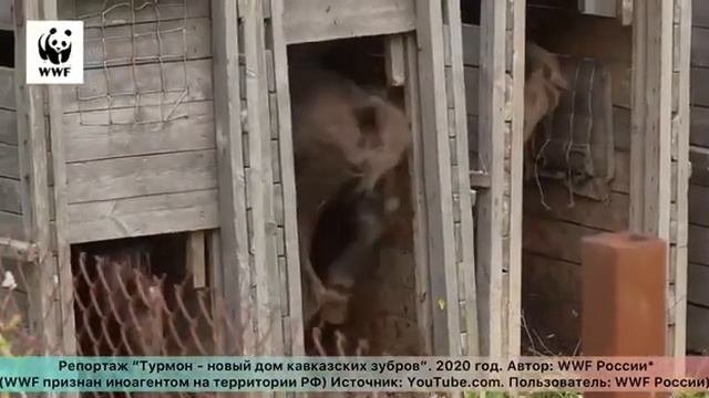 Кавказский заповедник в Сочи. Удивительные и редкие звери смотреть онлайн