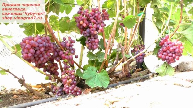 Виноград Кишмиш Мармеладный-  а ведь и красив и вкусен.  РАННИЙ СРОК СОЗРЕВАНИЯ