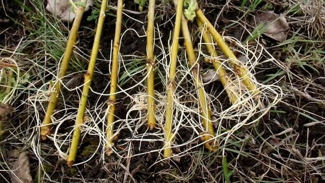 Ива плакучая.Ошибки при высадке черенков