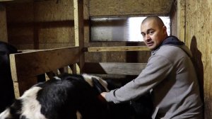 СКОЛЬКО ВЕСИТ БЫЧОК ОБОСРАННЫЙ БОЧЁК?)