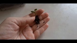 Кроссандра от посева до цветения 3 месяца.
