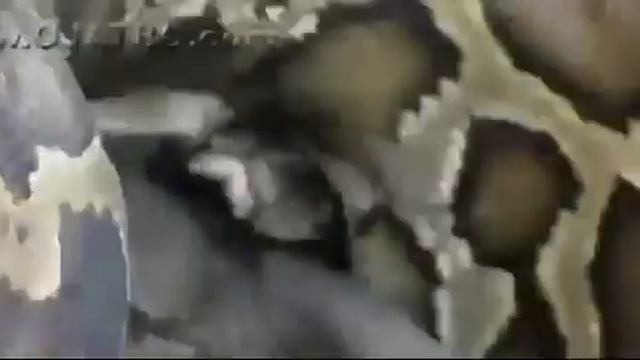 Анаконда жрет крокодила  Шокирующее видео.