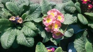 How to care primrose||primula plant care n fertlizer || how to get  maximum blooms in primrose