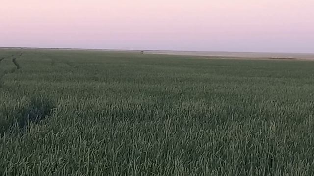 Опыление 2022. МТЗ-1025.2 опыляет пшеницу от трипса. смотреть онлайн