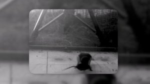 МАЛЕНЬКИЙ ДЬЯВОЛ в перьях! Почему его БОЯТСЯ все ПТИЦЫ? ?