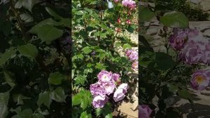 РОЗА Блю фо Ю /Blue for You начало цветения