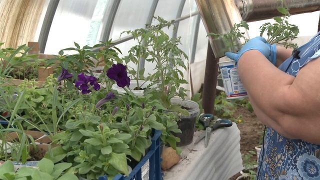 Как исправить вытягивание рассады томатов смотреть онлайн