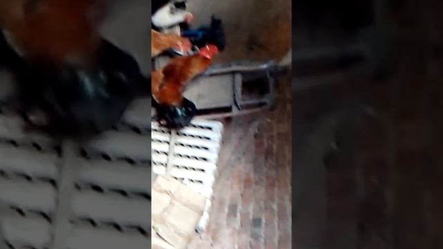 Родительское стадо кур смотреть онлайн