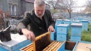 Как исправить трутовку. Совет для начинающих пчеловодов