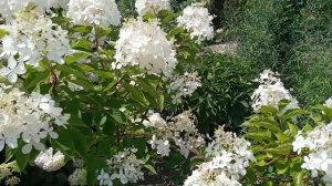 Гортензия метельчатая, сорт "Бомбшелл"