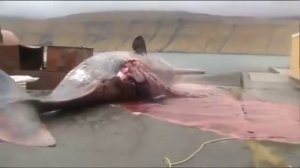 Кит взорвался, при попытке вскрытия